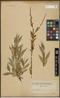 Foto von Salix alba L.